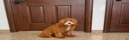 Cavapoo dogs for sale: Danny F1 - Ad 4