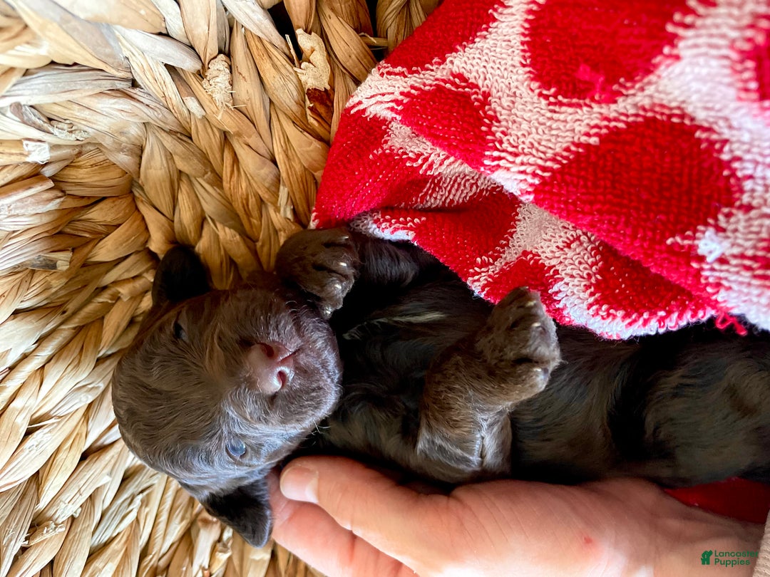 Goldendoodle dogs for sale: Mr blue - Ad 5