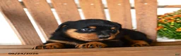 Rottweiler dogs for sale: Paisley - Ad 4