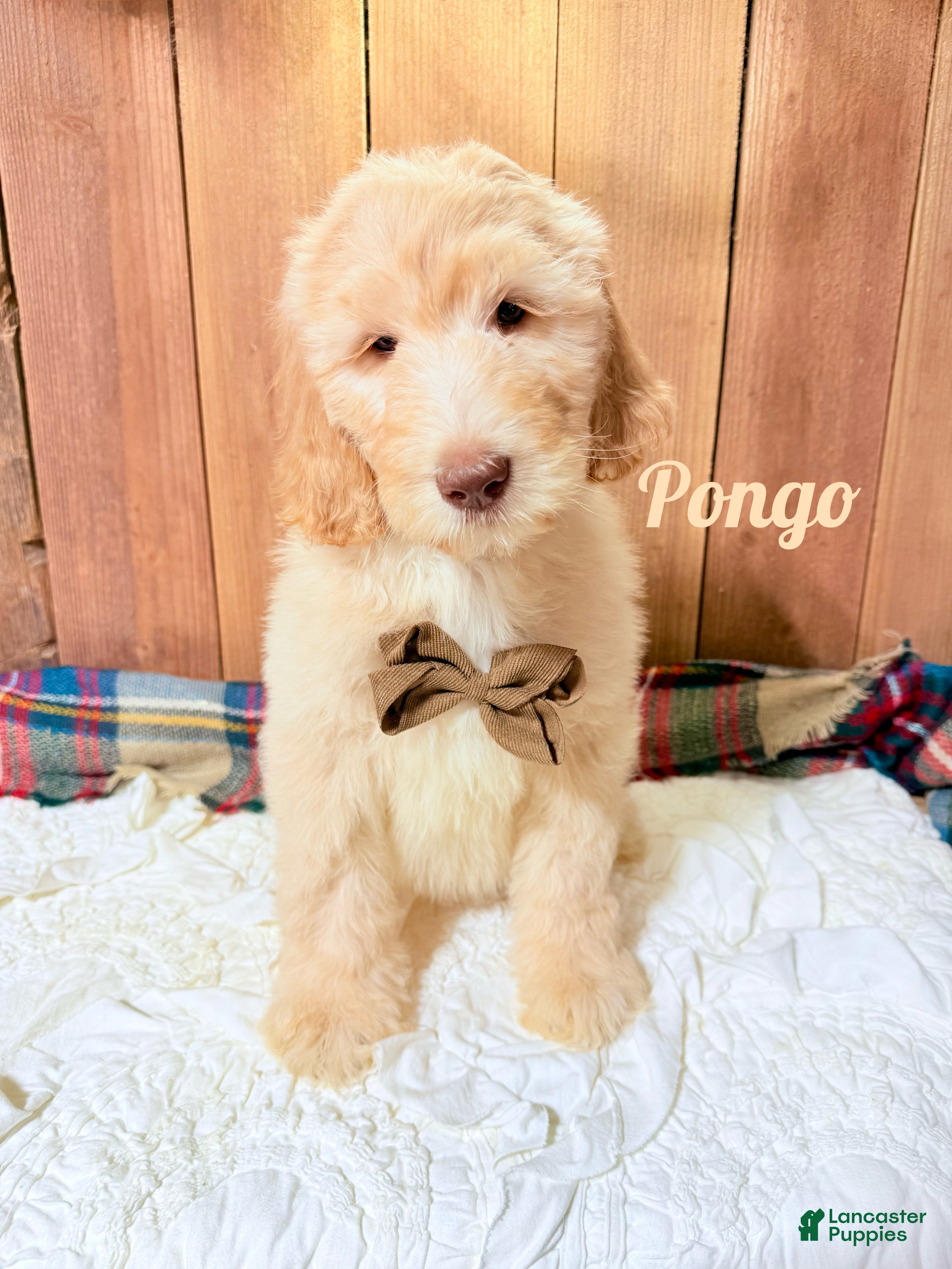 Saint Berdoodles dogs Pongo - Ad 6