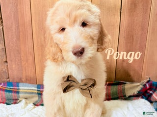 Saint Berdoodles dogs Pongo - Ad 6