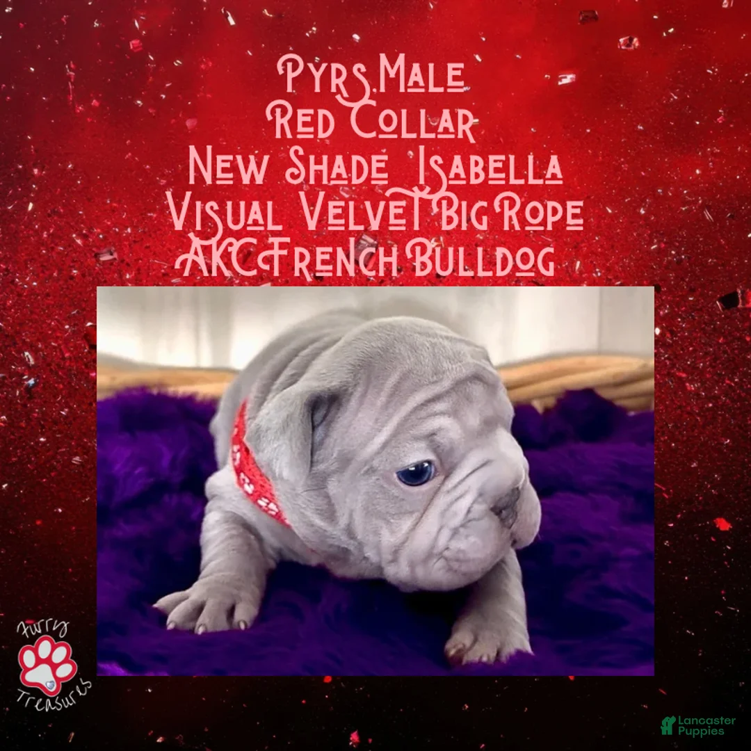 French Bulldog dogs for sale: Pyrs “Red Collar” Male - Ad 3