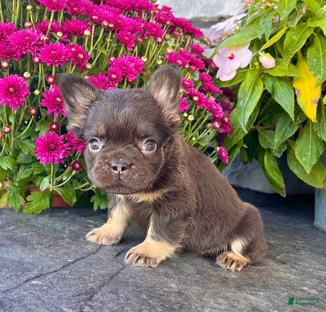 French Bulldog dogs for sale: Hank - Ad 2