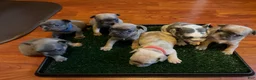 French Bulldog dogs for sale: Rosie - Ad 6