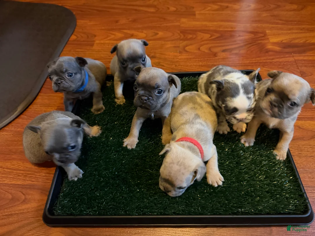 French Bulldog dogs for sale: Rosie - Ad 6