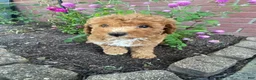 Miniature Poodle dogs for sale: Hazel - Ad 9