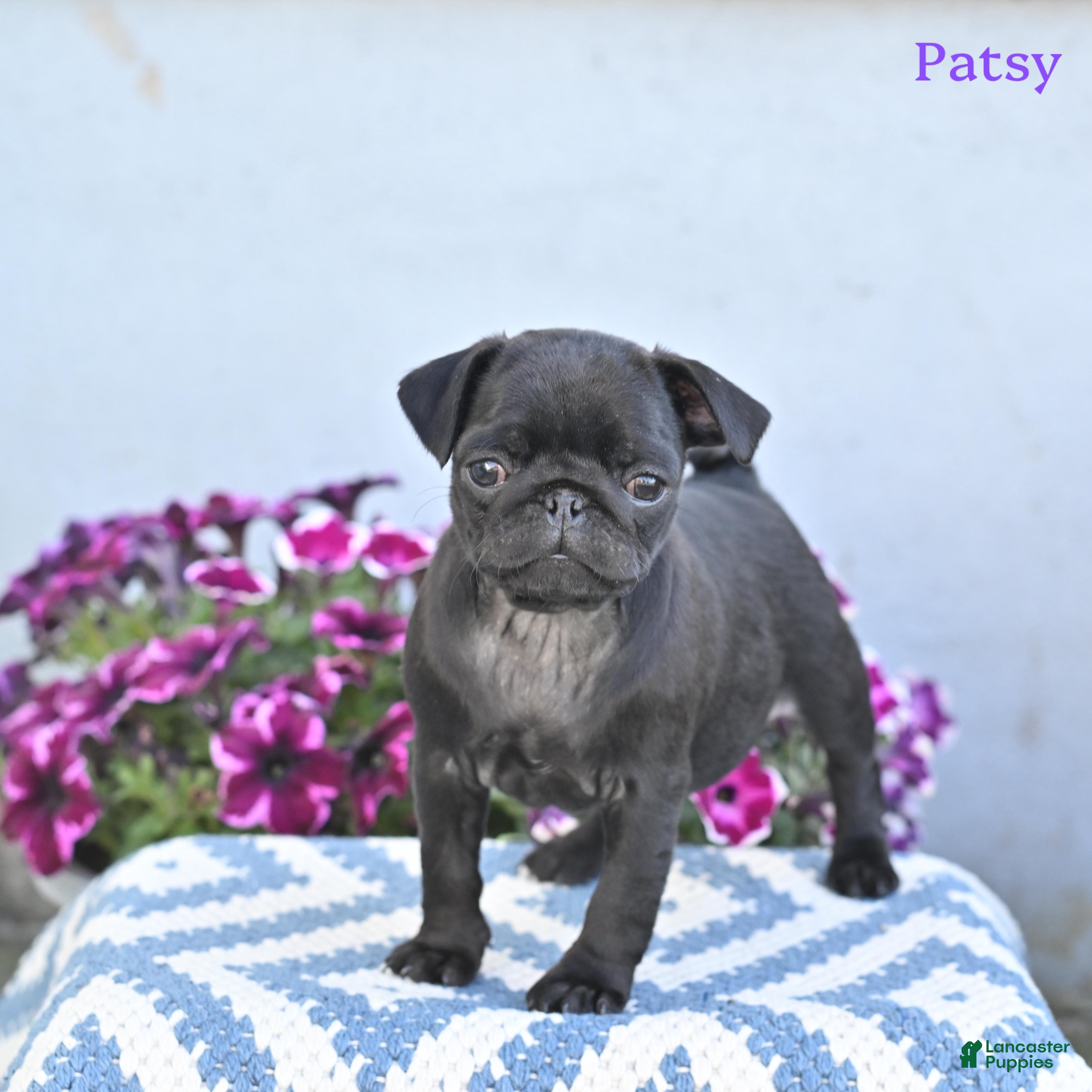 Pug dogs for sale: Patsy - Ad 5