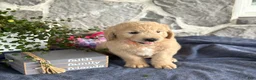 Goldendoodle dogs for sale: Nelson - Ad 6