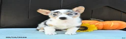 Welsh Corgi Pembroke dogs for sale: Flora   - Ad 4