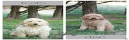 Mini Goldendoodle dogs for sale: Ally - Ad 2