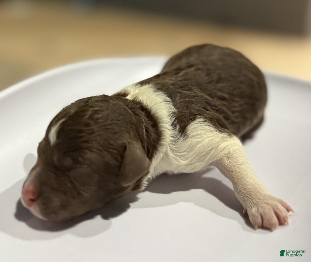 Lagotto Romagnolo dogs for sale: Lagotto Romagnolo Puppy 1 - Ad 1