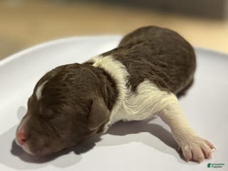 Lagotto Romagnolo dogs Lagotto Romagnolo Puppy 1 - Ad 5