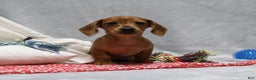 Miniature Dachshund dogs for sale: Peanut - Ad 8