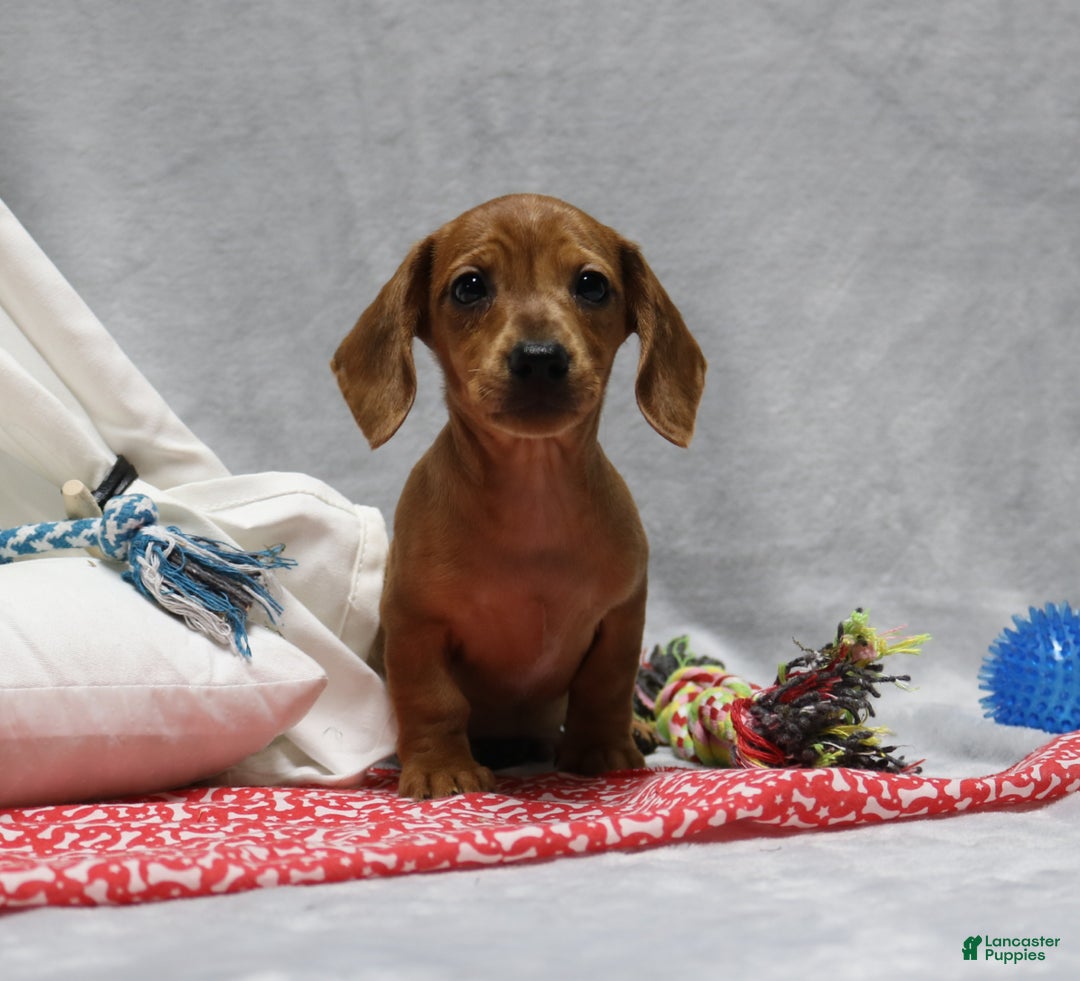Miniature Dachshund dogs for sale: Peanut - Ad 8