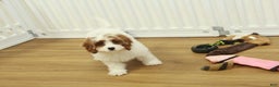 Cavapoo dogs for sale: Madelyn - Ad 15