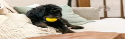 Bernedoodle dogs for sale: Olympic - Ready Now! - Ad 21