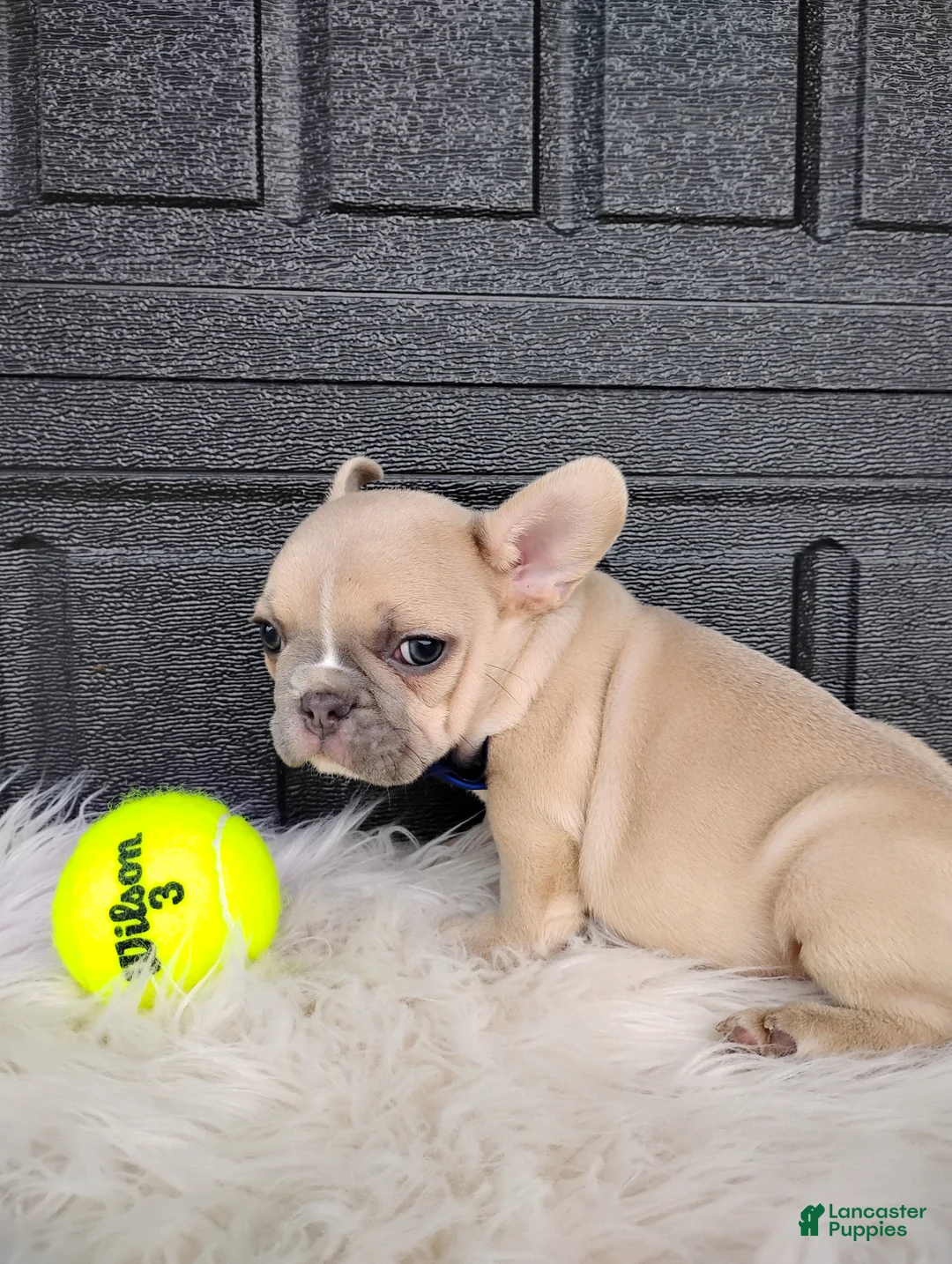 French Bulldog dogs for sale: Gus  - Ad 6