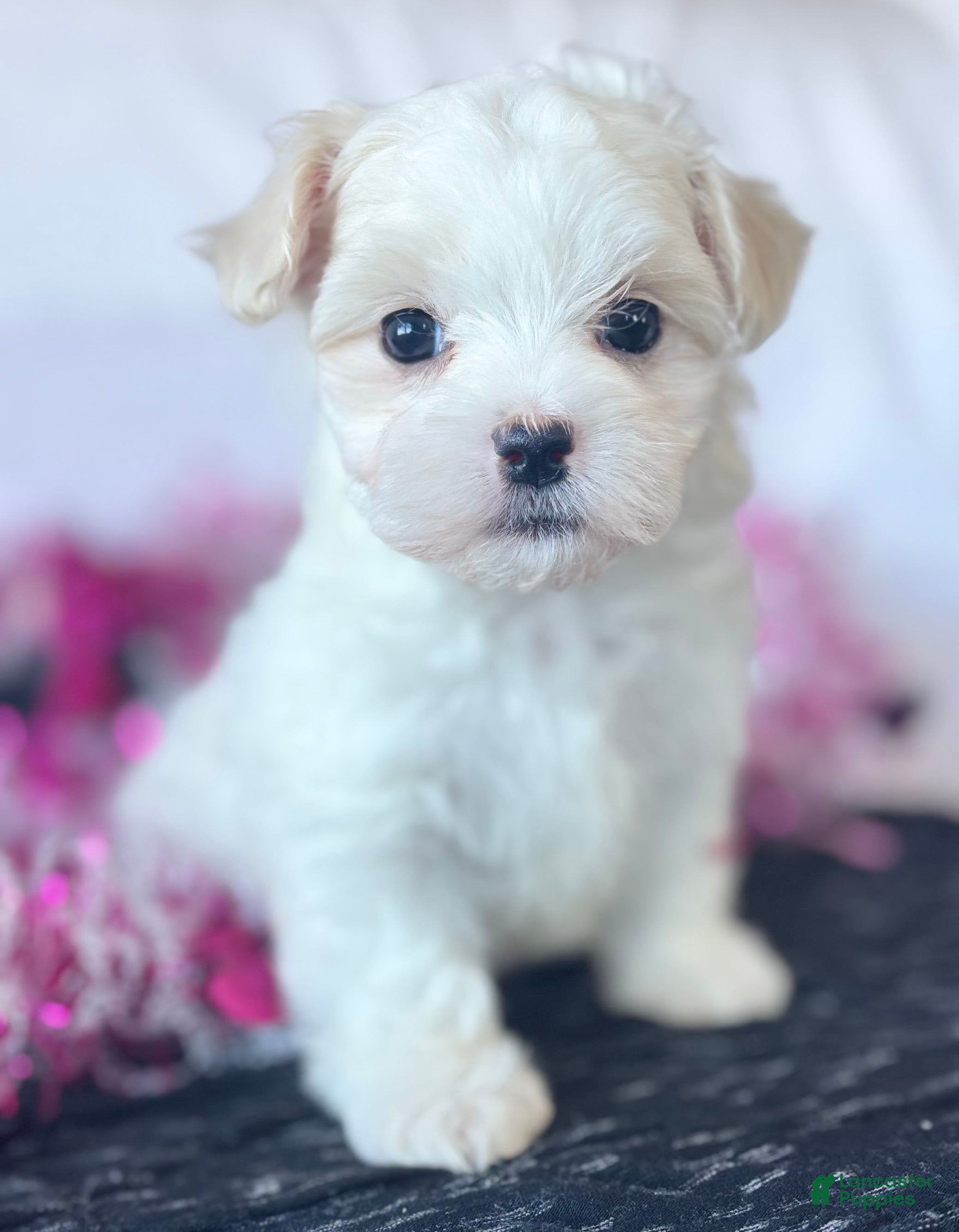 Maltese dogs Chloe - Ad 11