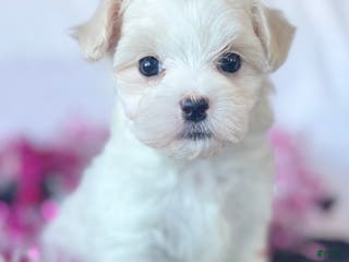 Maltese dogs Chloe - Ad 11