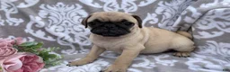 Pug dogs for sale: Roger - Ad 8