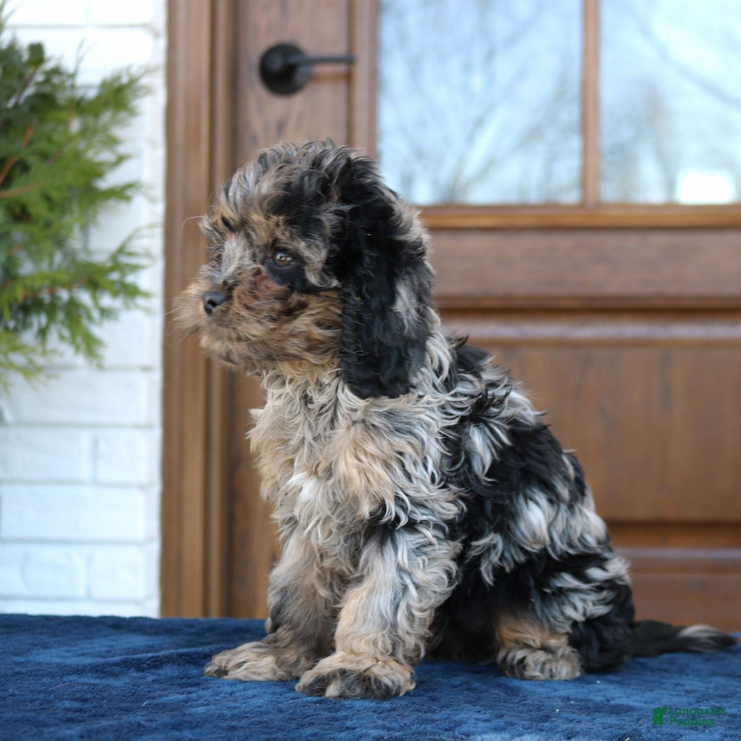 Cavapoo dogs for sale: Dallas  - Ad 3
