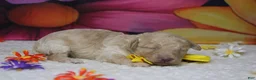Toy Poodle dogs for sale: Alvin  - Ad 3