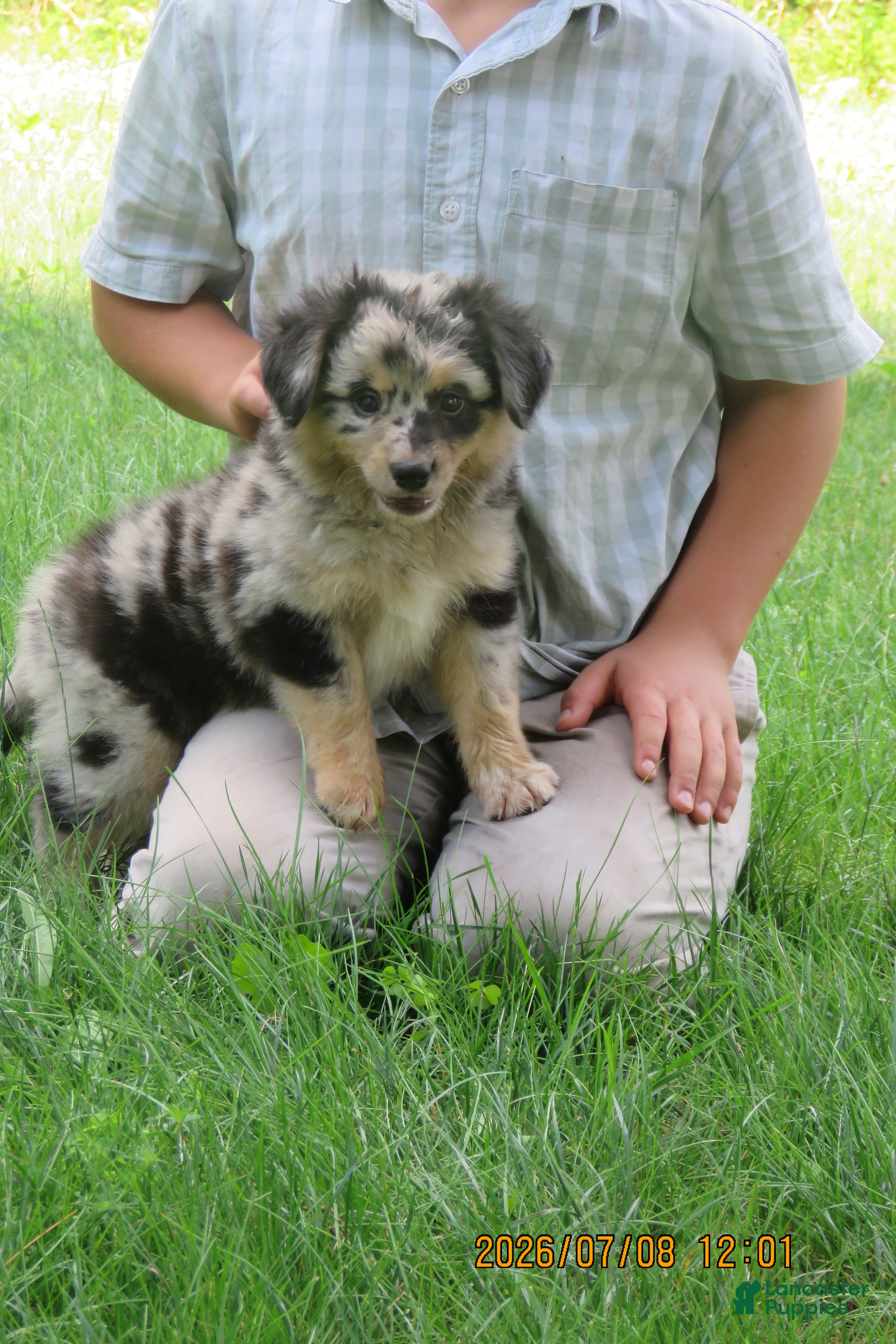 Miniature Australian Shepherd dogs Teddy  - Ad 1