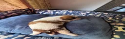 Shih Tzu dogs for sale: Shih Tzu 2 Brooklyn  - Ad 3