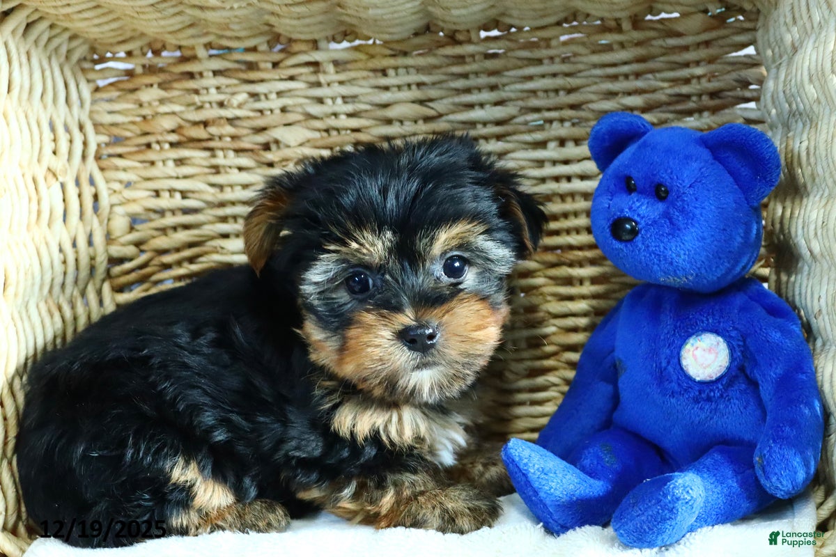 Yorkshire Terrier dogs Harmony - Ad 31