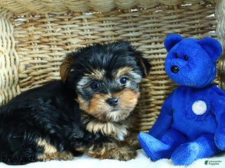 Yorkshire Terrier dogs Harmony - Ad 20