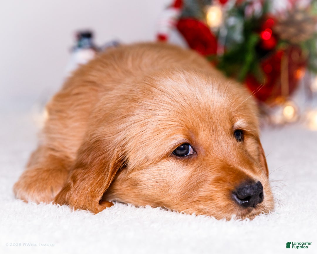 Golden Retriever dogs for sale: Elana - Ad 4