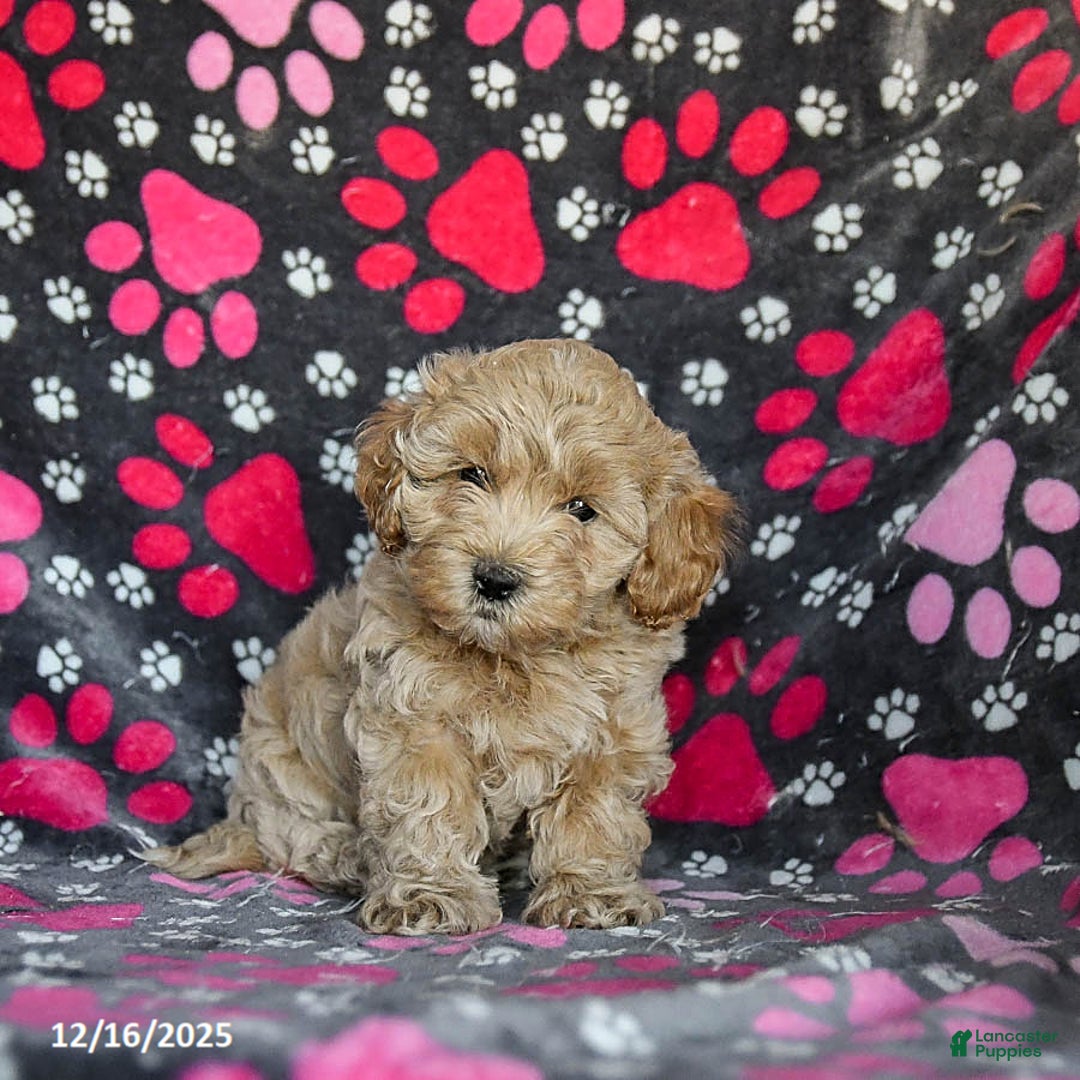 Mixed Breed dogs for sale: Hero - Ad 4