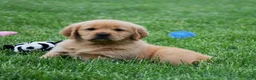 Golden Retriever dogs for sale: Macy - Ad 4