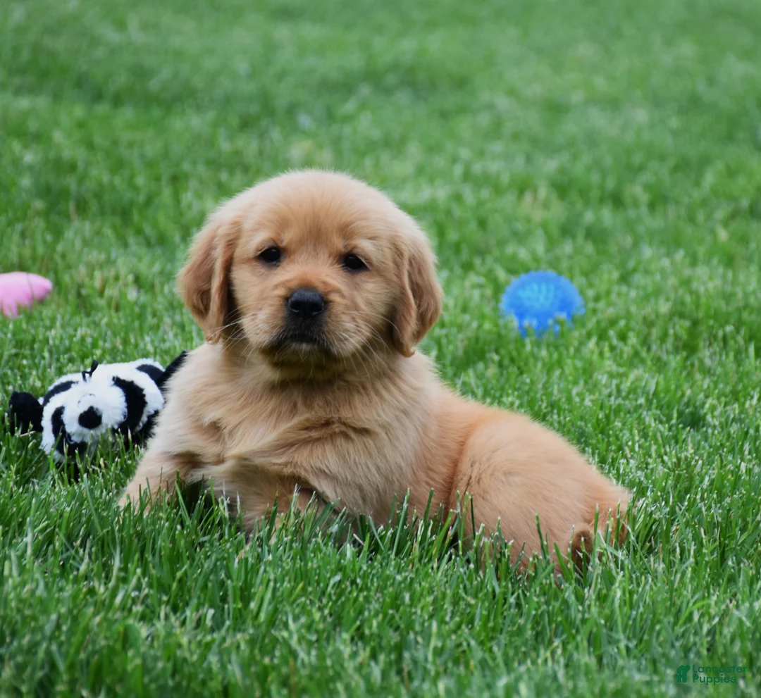 Golden Retriever dogs for sale: Macy - Ad 4