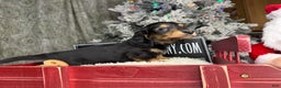 Miniature Dachshund dogs for sale: Import Akc PRA clear - Ad 6