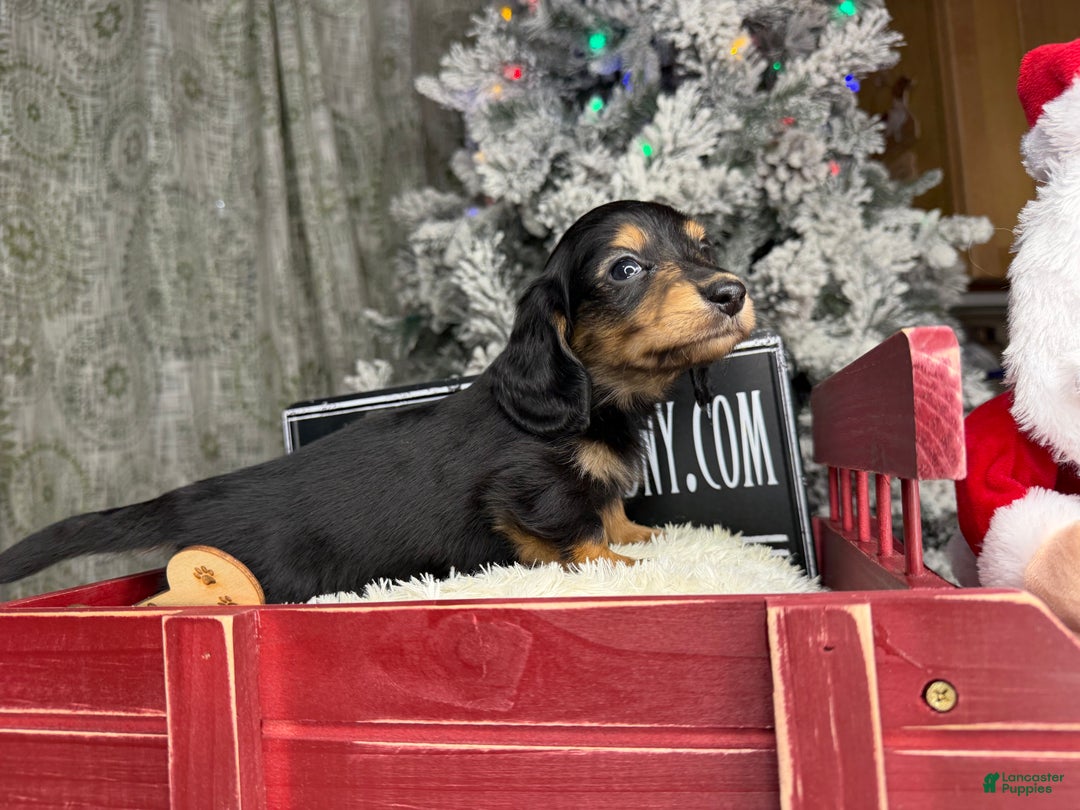 Miniature Dachshund dogs for sale: Import Akc PRA clear - Ad 6