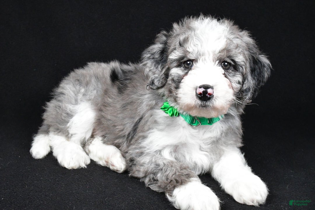 Sheepadoodle dogs for sale: Coco - Ad 2