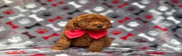 Mini Goldendoodle dogs for sale: Smokey - Ad 3