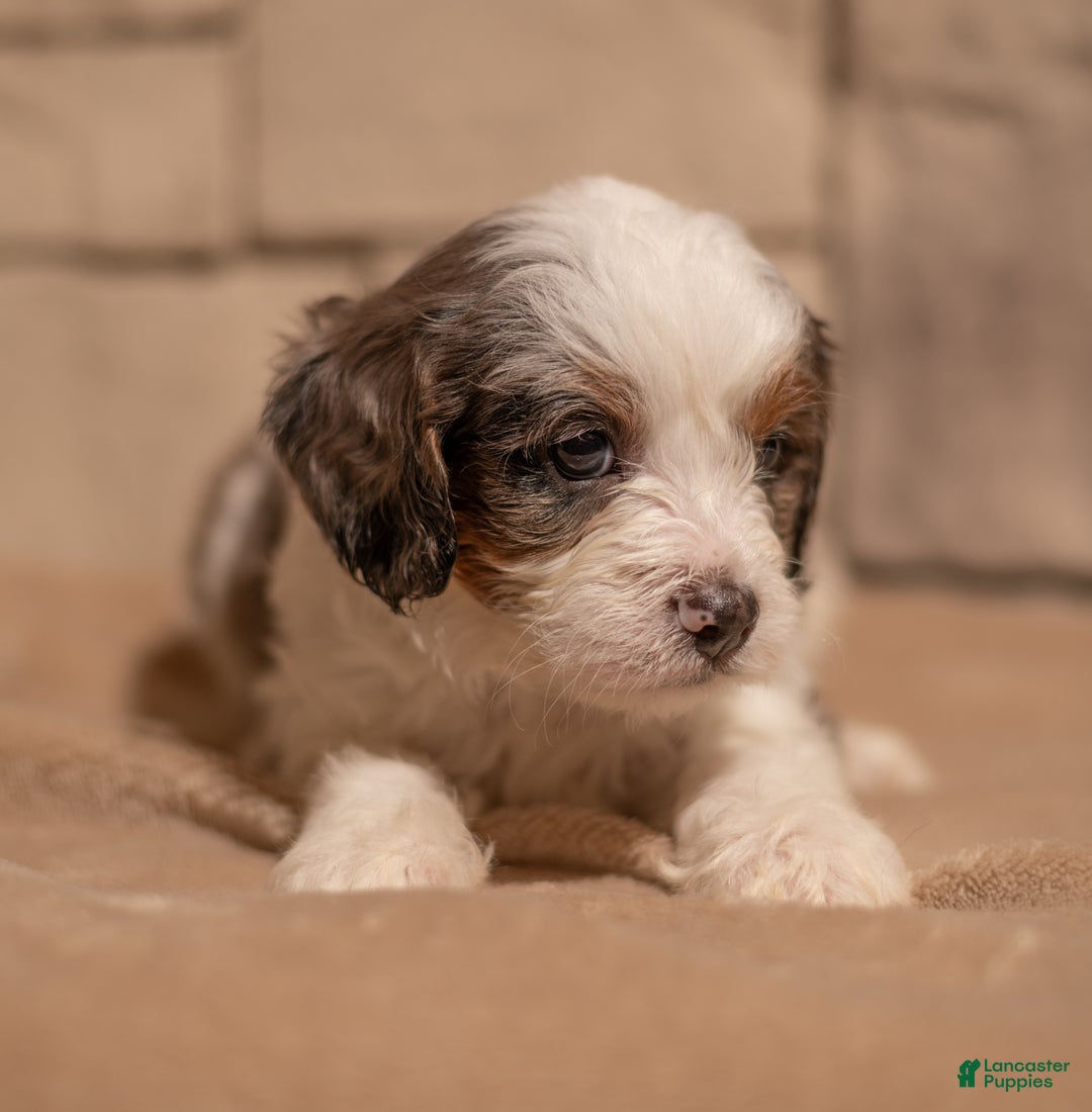 Cavapoo dogs for sale: Max - Ad 6
