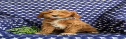 Mini Goldendoodle dogs for sale: Blaze Hypoallergenic - Ad 4