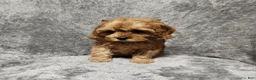 Cavapoo dogs for sale: Hershey - Ad 37