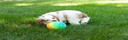 Cocker Spaniel dogs for sale: Reggie  - Ad 4