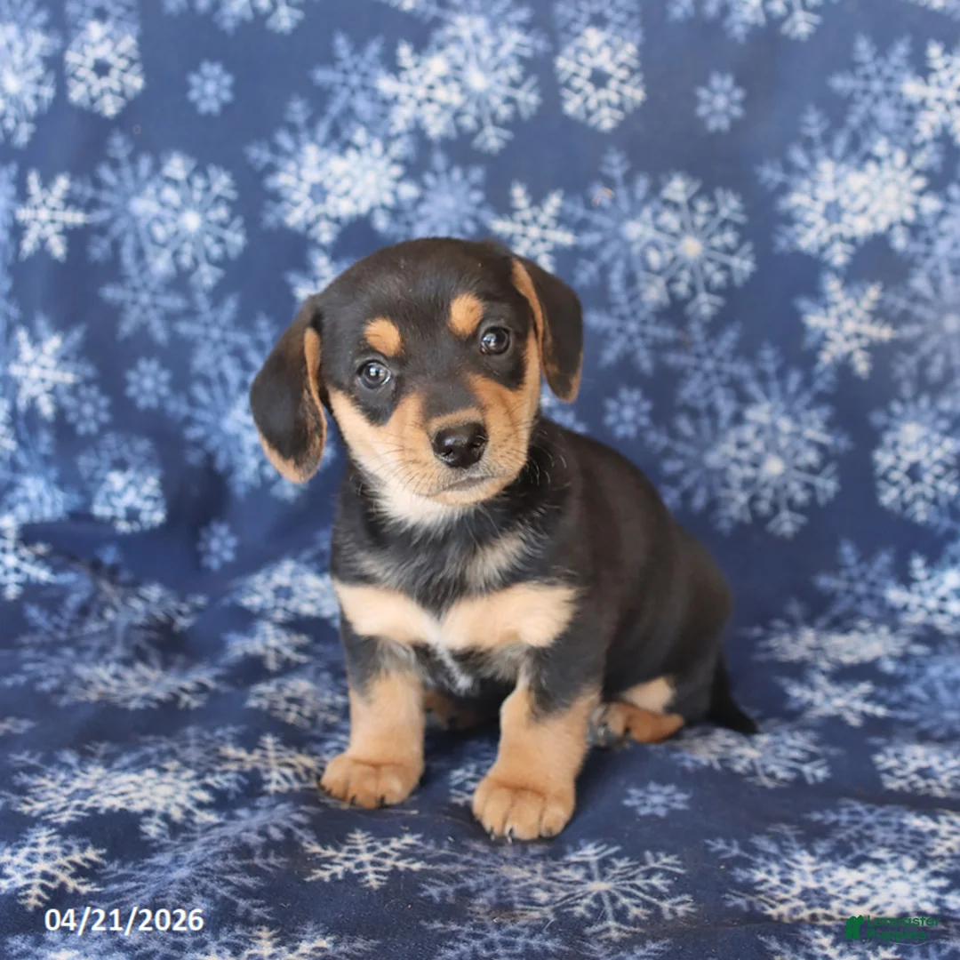 Welsh Corgi Pembroke dogs for sale: Sassy - Ad 3