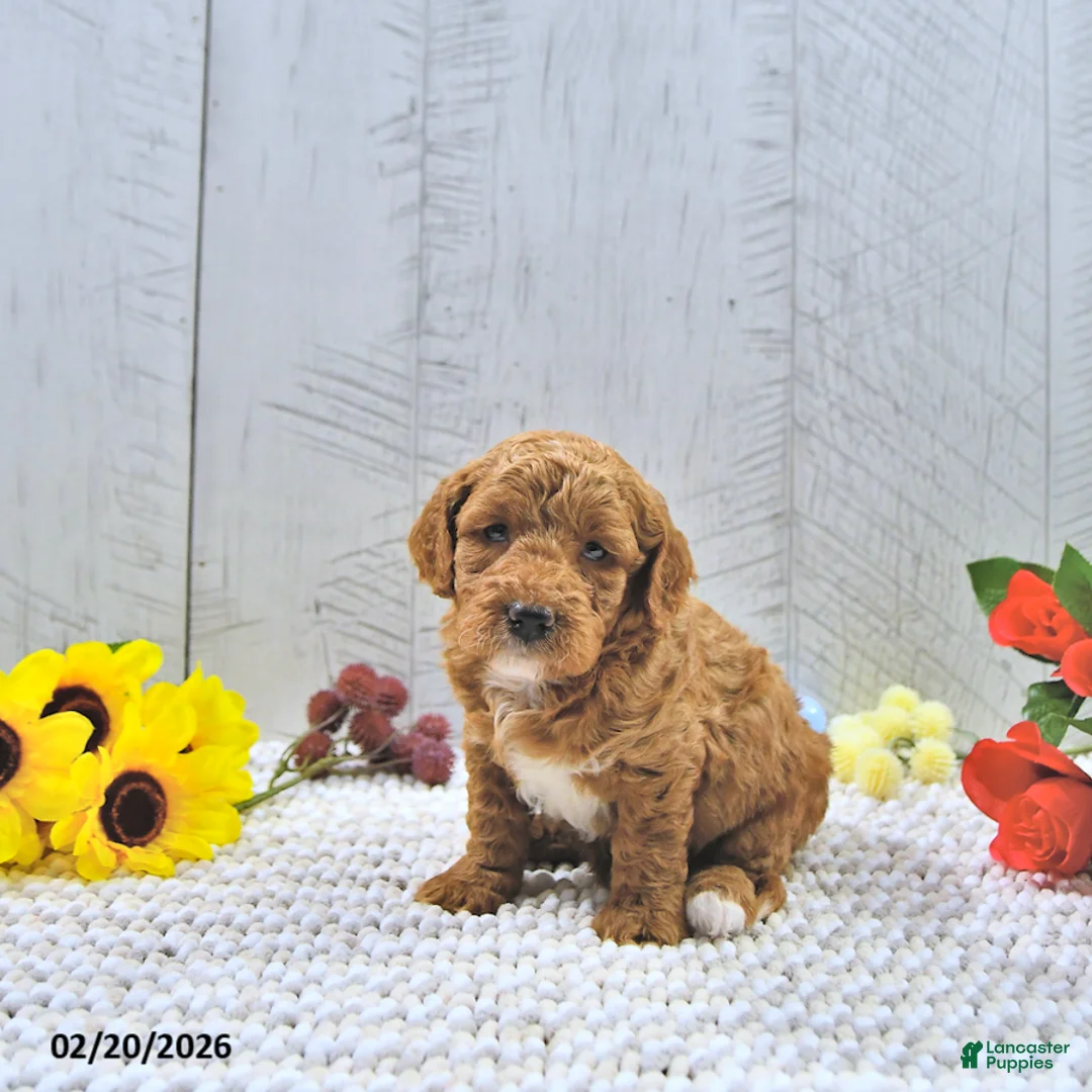 Mini Goldendoodle dogs for sale: Alli - Ad 4