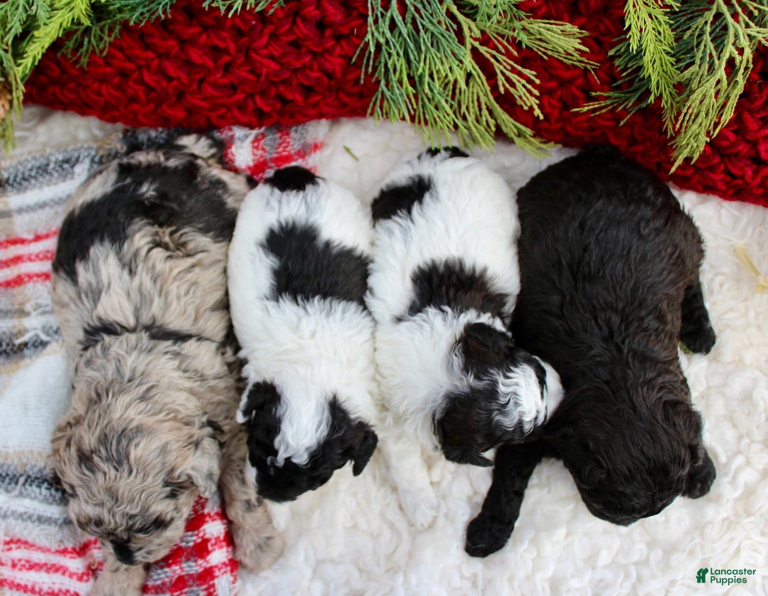 Miniature Poodle dogs for sale: Chloe – Female - Ad 1