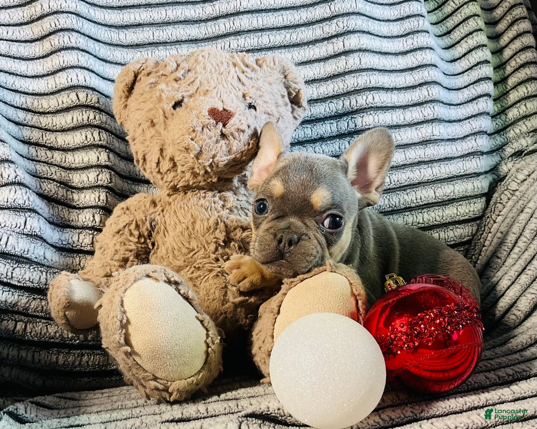 French Bulldog dogs for sale: PABLO - Ad 12