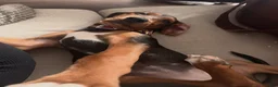 Mixed Breed dogs for sale: Sunday - Ad 2