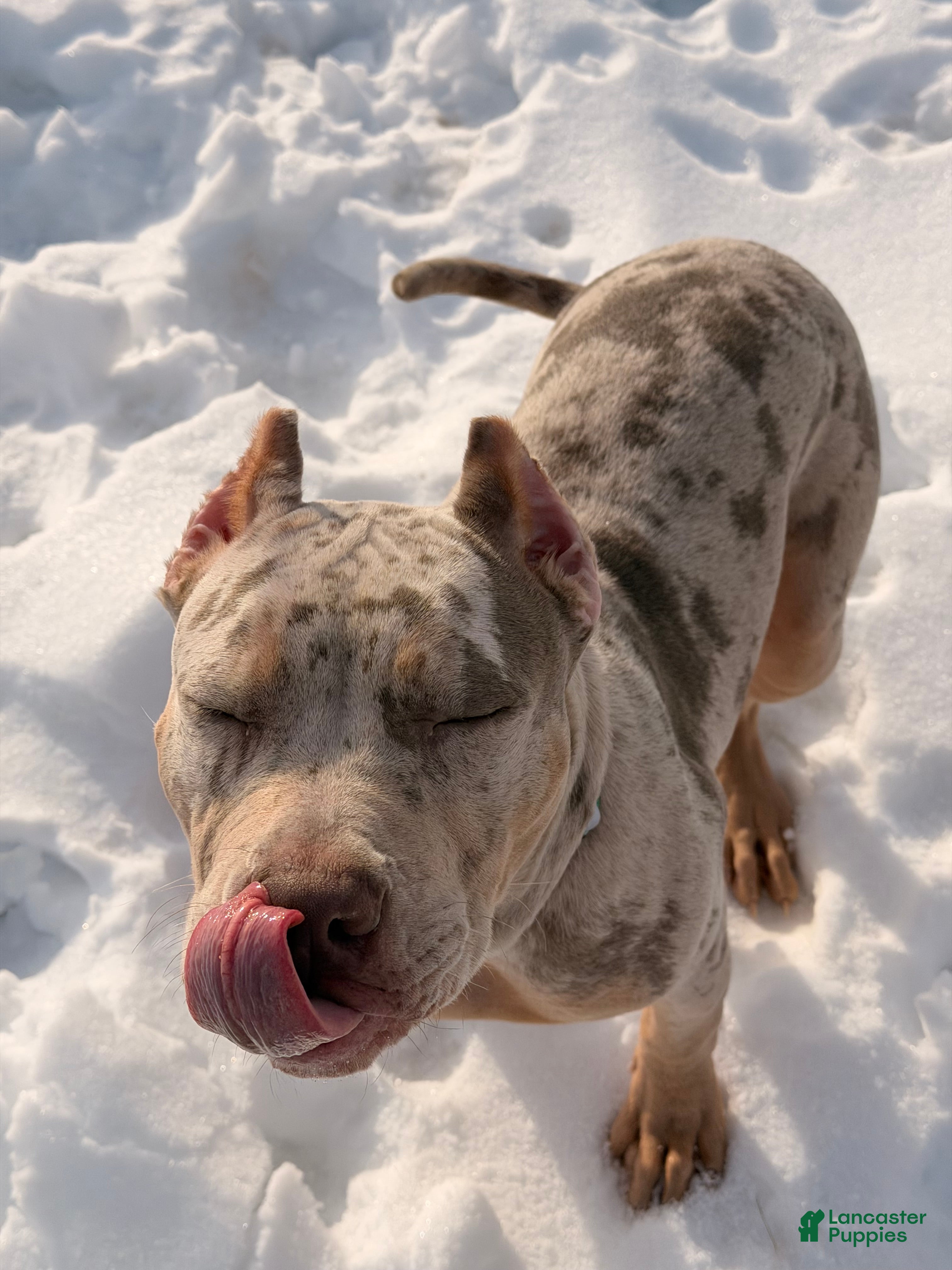 American Bully dogs American Bully Puppy 2 - Ad 34