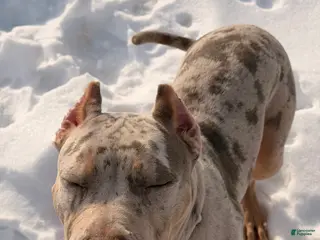 American Bully dogs American Bully Puppy 2 - Ad 34