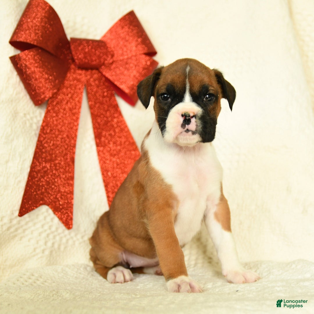 Boxer dogs for sale: Jingles - Ad 5